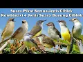 Download Lagu SUARA PIKAT SEMUA JENIS BURUNG CIBLEK