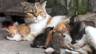 قطط تلعب مع حيوانات المزرعة كلاب أرانب دجاج بط أبقار أصوات القطط 