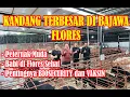 Lagu Kandang Terbesar di Bajawa - Flores