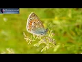Happiness Frequency - Serotonin, Dopamine and Endorphin Release Music with Binaural Beats