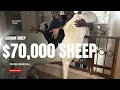 Lagu Au cœur du Championnat du mouton Ladoum du Sénégal, doté de 70 000 $ | Le mouton le plus cher d'A...