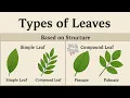 Types of Leaves Explained Structure Shape Venation More Plant Biology Basics