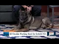 HELLO CONNECTICUT K9 Dunkin working hard for Enfield police
