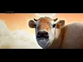 Download Lagu Iklan Sasa [Aku Pulang] (06-2023)