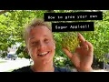 How to grow Sugar Apples
