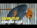 Download Lagu ANIS MERAH GACOR TELER BONGKAR ISIAN