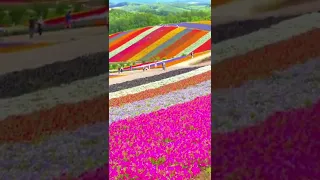 حقل زهرة بألوان قوس المطر في Shikisai No Oka في هوكايدو Rainbow Colored Flower Field 