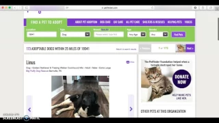 How to Search for a Pet Using Petfinder