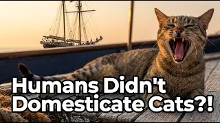 Humans Didn't Domesticate Cats?! Then Who Did?