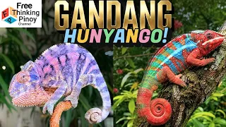 NEW🌟 CHAMELEON: Color-shifting hunters | Hindi mo 'to alam sa Kamelyo