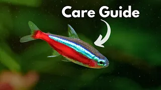 Ultimate Cardinal Tetra Care Guide Paracheirodon axelrodi