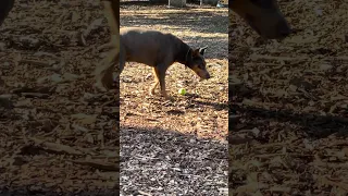 #fyp #dream #doberman #pets #youtube