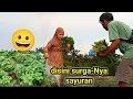 Download Lagu surga-Nya sayuran rejeki harus di cari