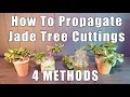 How To Propagate Jade 4 Ways and RESULTS
