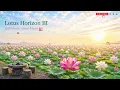 Lotus Horizon III | Still Water, Silent Heart • Deep Sleep & Meditation Nylon Guitar  #LotusHorizon