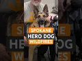 The Moment A Hero Dog Saved Her From Spokane Wildfires