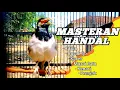 Download Lagu Masteran Jalak Suren Gacor door bongkar isian mewah|| full isian tembakan kasar