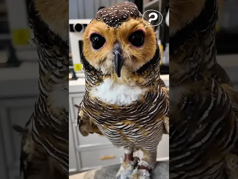 Who Called Me?!🦉💢 #funny #owl #pets #cat #cute #animals