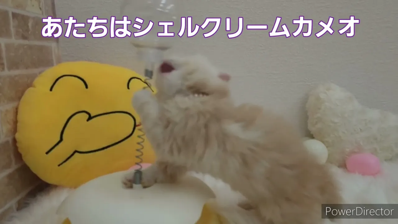 動画