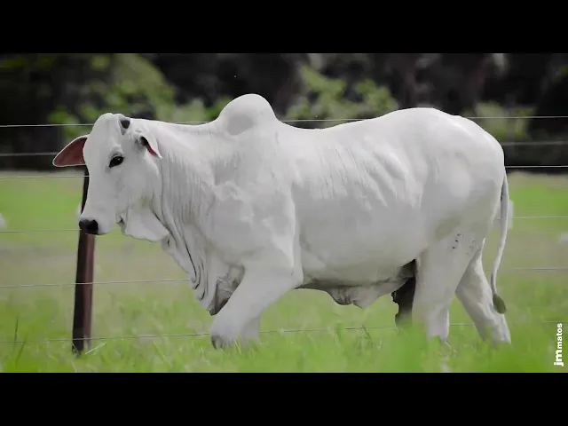 Novilha Nelore AFOM - 5469