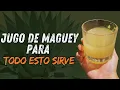 Para Que Sirve El Jugo De Maguey Como Hacer El Jugo De Maguey Super Beneficios Del Jugo De Maguey