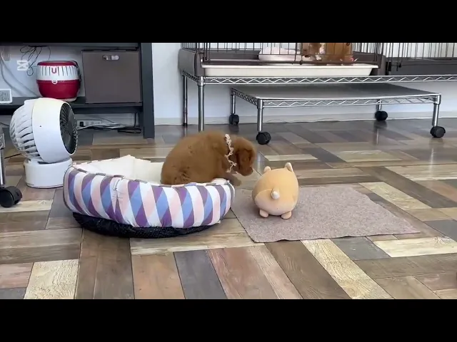 動画