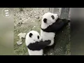 AWW SO CUTE!!! BABY PANDAS Playing With Zookeeper | Funny baby pandas | Baby panda falling