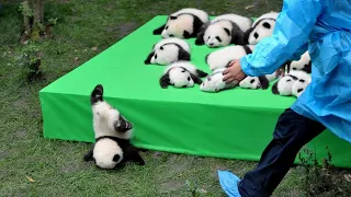 aww so cute baby pandas playing with zookeeper funny baby pandas baby panda falling