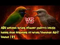 Lagu ADU MEKANIK ! BURUNG ISTIMEWAH JAMTROK FULL MATERI VS TEMBAKAN AK 47 TEMBUS 1 RT