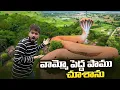 Download Lagu వామ్మో పెద్ద పాము కనిపించింది | Big Giant Snake 🐍 Temple Telangana | Nampally Gutta