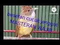 Download Lagu besetan cucak jenggot masteran wajib,,