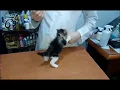 Download Lagu tiny angry cat at vet clinic