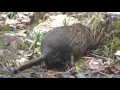 Download Lagu Muskrats