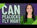 Can peacocks fly high