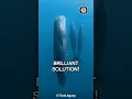 How WHALES SLEEP