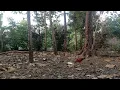 Download Lagu Kebun belakang rumah | backyard garden #berkebundirumah #gardeningtips Gardening