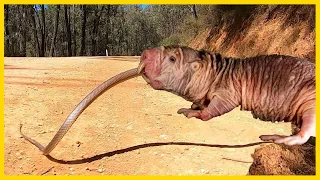 The 4 Strangest Animals You Won’t Believe Exist!
