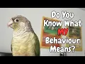 Conure Behaviour Meaning - Conure Behaviours You May Be Misunderstanding TheParrotTeacher