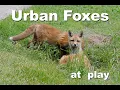 Download Lagu Urban Foxes at play   4K
