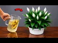 I Wish I Knew This Banana Peel Trick for Peace Lilies There s Something Nobody Tells You