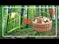 Download Lagu Is COMMON ROOT MUSHROOMS the way to FULL BASKETS OF MUSHROOMS??? HOLIDAY MUSHROOM PICKING