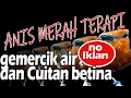 Download Lagu Terapi gemercik Air dan cuitan betina Anis Merah Panjang No IKLAN