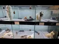 Pretty Bubble Korean Luxury Pet Store Boutique to Celebs Grooming Salon in BGC Toy Dogs Tiny Pets