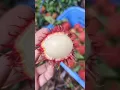 Lagu cara unik makan rambutan