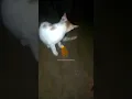 Download Lagu Kucing Jutek