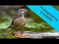 Download Lagu Photographing Crossbills at a drinking pool in Norfolk using the Nikon Z8 and the OM1 mk2.