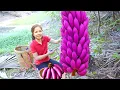 Download Lagu Harvesting 1000 Kg Giant Purple Banana Goes To Market Sell | Weeding the garden|Diem-Free Bushcraft