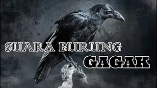 suara burung gagak backsound crow