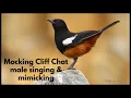 MOCKING CLIFF CHAT male singing \u0026 mimicking many species