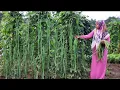 Download Lagu Kacang panjang \u0026 pete sangat Lezat kalau dimasak begini bikin boros nasi, masakan desa